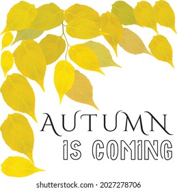 Autumn Vector Illustration of an Autumn Design Bright fall leaves. Poster, card, label, banner design set. Vector illustration
