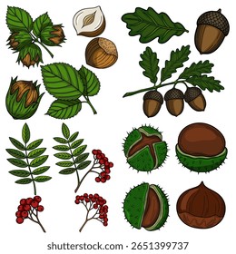 Ilustração Vetorial de outono: Avelãs Detalhadas desenhadas à mão, Bolotas, Castanhas e Rowan Berries com Folhas, perfeito para projetos sazonais.