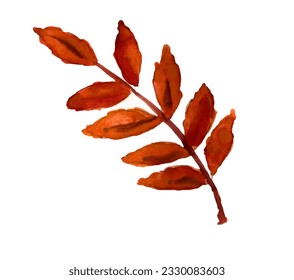 Autumn vector intense orange branch of rowan leaves Hand-drawn Watercolour Isolated design element on a white background. Botanical illustration of seasonal flora
