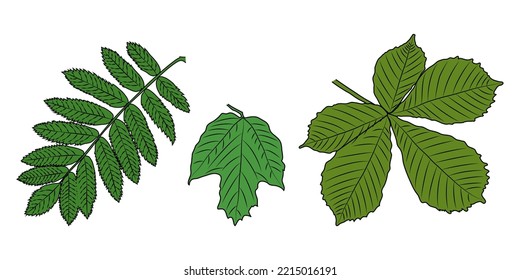 Autumn vector with leaves. Forest botanical element for decoration. Drawing of leaves of mountain ash, viburnum, chestnut