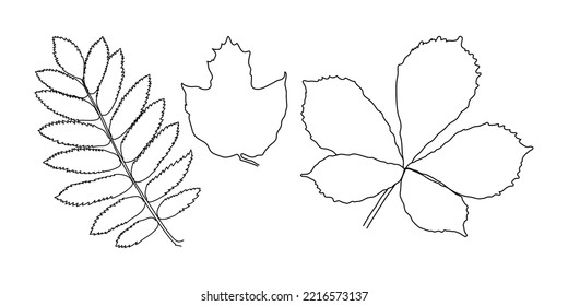 Autumn vector with leaves. Forest botanical element for decoration. Drawing of leaves of mountain ash, viburnum, chestnut