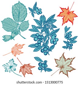 Autumn vector leaves set for design