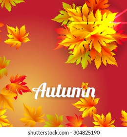 Autumn vector leaves text blurred background with shadow