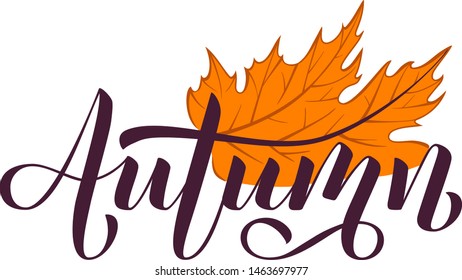 Autumn vector lettering illustration with maple leaf for shopping sale or promo poster, card, banner.