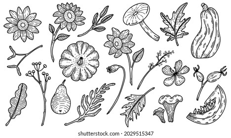 Autumn vector line art big set of pumpkins, sunflowers, fall leves and mushrooms illustration. 