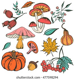 Autumn vector natural elements. Collection with leaves, mushrooms, pumpkin, berries in doodle style. Hand drawn forest design items for greeting card and print.