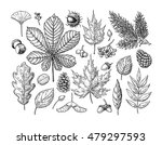 Autumn vector set with leaves, berries, fir cones, nuts, mushrooms and acorns. Detailed forest botanical elements for decoration. Vintage fall seasonal decor. Oak, maple, chestnut leaf drawing.
