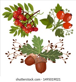 Autumn vector set with leaves, berries and oak acorns.  Vector illustration.