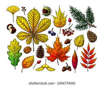 Autumn vector set with leaves, berries, fir cones, nuts, mushrooms and acorns sketches. Forest botanical elements for decoration. Vintage hand drawn fall set. Oak, maple, chestnut leaf drawing.