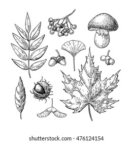 Autumn vector set with leaves, berries, chestnuts, nuts, mushrooms and acorns. Detailed forest botanical elements for decoration. Vintage fall seasonal decor. Oak, maple, chestnut leaf drawing.