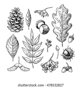 Autumn vector set with leaves, berries, fir cones, nuts, mushrooms and acorns. Detailed forest botanical elements for decoration. Vintage fall seasonal decor. Oak, maple, chestnut leaf drawing.