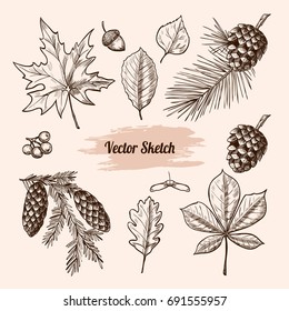 Autumn vector set with leaves, berries, fir cones,  acorns.  Botanical illustration. Vintage style.