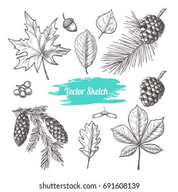 Autumn vector set with leaves, berries, fir cones,  acorns.  Botanical illustration. Vintage style.
