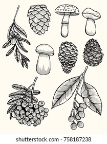 Autumn vector set with leaves, berries, fir cones, nuts, mushrooms and acorns. Detailed forest botanical elements for decoration. Vintage fall seasonal decor.