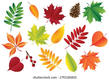 Autumn vector set with leaves, cones. Forest botanical elements for decoration. Vintage fall seasonal decor.