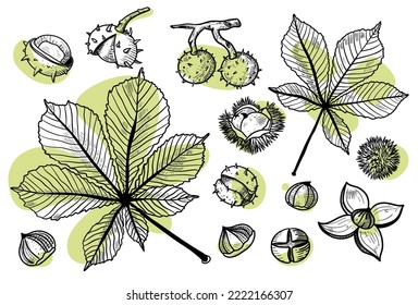 Autumn vector set with leaves, cones, nuts, in line style. Detailed forest botanical elements for decoration. Vintage fall seasonal decor. Oak, maple, chestnut leaf drawing.