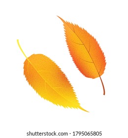 Autumn vector set leaves. Forest botanical elements for decoration.
