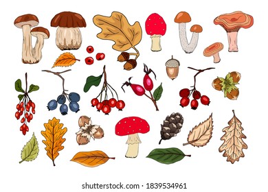 Autumn vector set with leaves, nuts, mushrooms, berries, fir cones and acorns. Forest botanical elements for decoration for invitation, cards, flyers, label, packaging