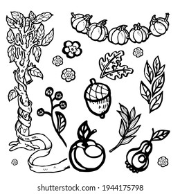 Conjunto de vectores otoñales de hojas, árboles, flores de manzana y pera, bellotas. Imágenes prediseñadas en blanco y negro sobre fondo blanco