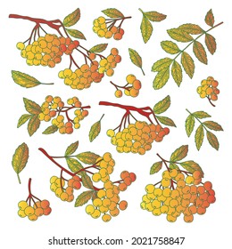 Vector de otoño con bayas de rowan sobre ramas con gradiente dorado. Un conjunto brillante para crear patrones inusuales y coloridos, ilustraciones para el diseño de ropa, tela, papel pintado y embalaje.