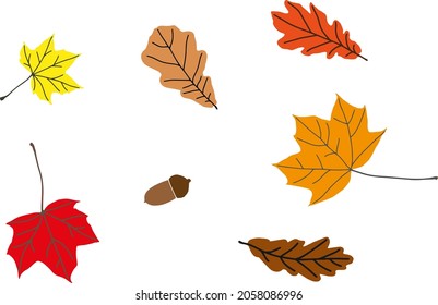 autumn vector set from yellow, red and orange maple and oak leaves with acorns on white. Natural materials. Design element