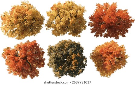 Autumn vector top view, isolated large tree shapes, fall season, nature landscape, autumn forest, autumn leaves background, seasonal tree silhouettes, forest in autumn, nature trees