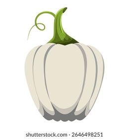 Autumn vegetables illustration. White pumpkin isolated on white background. Simple flat vector