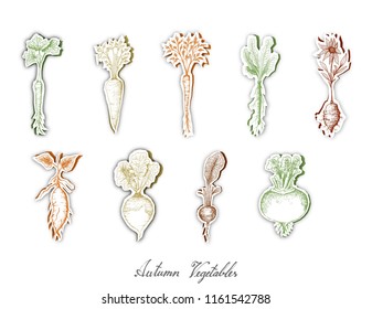 Autumn Vegetables, Set of Hand Drawn Sketch of Assorted Root Vegetables are Harvested in Autumn. Trendy Origami Deep Paper Art Carving Style. 
