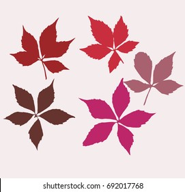 Autumn virginia creeper leaves. Set of  wild grape leaves. Colorful. Creeper plant as fall season. Vector illustration