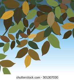 Autumn walnut leaves on tree branch. Vector