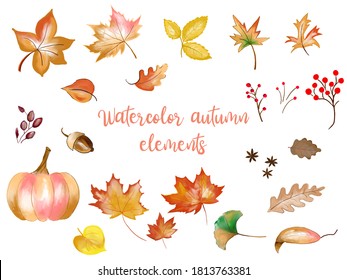 Autumn water color elements collection with maple leaves, yellow leaves, berries, acorn, pumpkin and other leaves isolated on white background