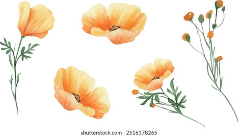 Autumn watercolor flowers, a set of orange-yellow flowers