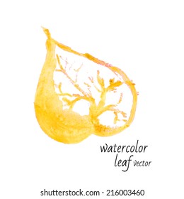 Autumn watercolor leaf vector