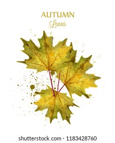 Autumn watercolor leaves Vector isolated on white background. Fall banner template. Golden colors