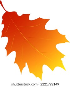 Autumn wedge leaf. Vector illustration. 