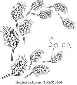 trigo de otoño, espigas, espigas de dibujo
