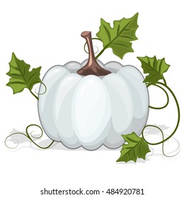 Autumn White Pumpkin Vegetable in vector illustration