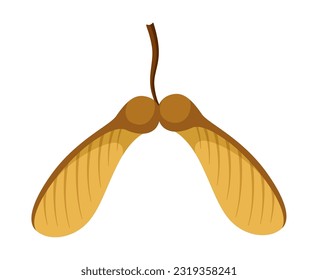 Semilla de arce alada de otoño aislada sobre fondo blanco. Ilustración vectorial.