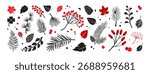 Autumn or winter plant. Branch, pine cone, leaves and holly berries, rowan, fir tree. Christmas floral icon, red and black doodle evergreen foliage set isolated on white bg. Nature vector illustration