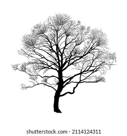 
 Autumn or winter tree . Black silhouette on a white background. Hand draw vector design element . Sketch style. 

