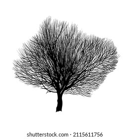 
 Autumn or winter tree . Black silhouette on a white background. Hand draw vector design element . Sketch style. 
