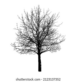 
 Autumn or winter tree . Black silhouette on a white background. Hand draw vector design element . Sketch style. 