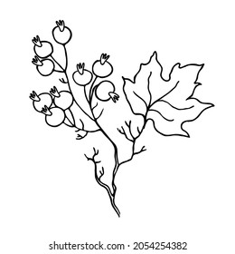 Autumn wreath maple leaves. Hello autumn. Autumn decorative design. Vector on a white backgrond