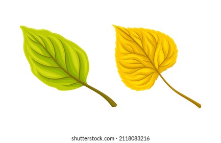 Autumn yellow and green leaf set. Colorful fall foliage vector illustration