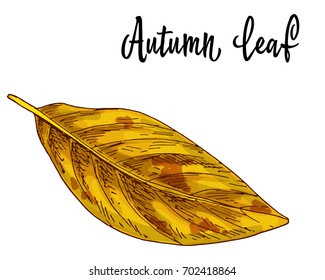 Autumn yellow leaf isolated on white background. Vector