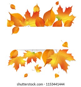 autumn yellow leaves on white background