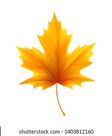 Autumn yellow maple leaf leaves. Vector illustration