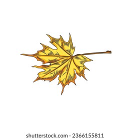 Autumn yellow maple leaf, vector illustration in sketch style on white background. Cartoon symbol of leaf fall and change of seasons. One single hand drawn picture in colored engraving style.