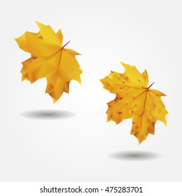 Autumn yellow maple-leaf low and high resolution triangle mesh realistic vector eps10