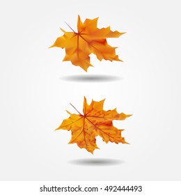 Autumn yellow maple-leaf low and high resolution triangle mesh realistic vector eps10
